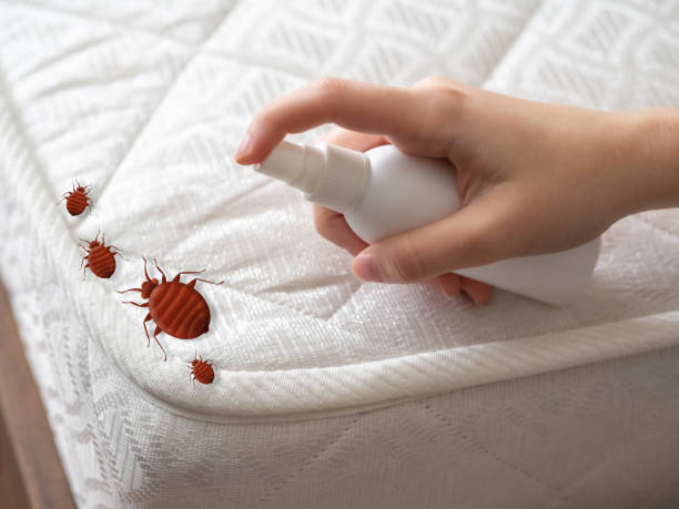 Best Exterminator Services  in Mayer, AZ